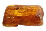 Detailed Fossil Wasp (Hymenoptera) In Baltic Amber #84637-1